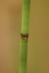 Holpijp (Equisetum fluviatile), Staverden